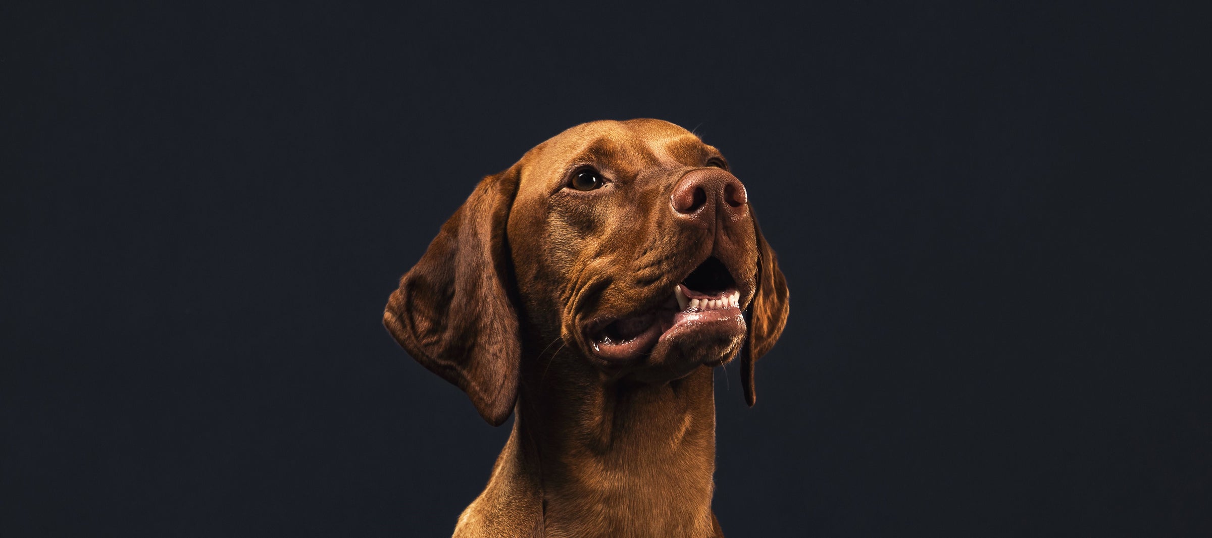 HOND