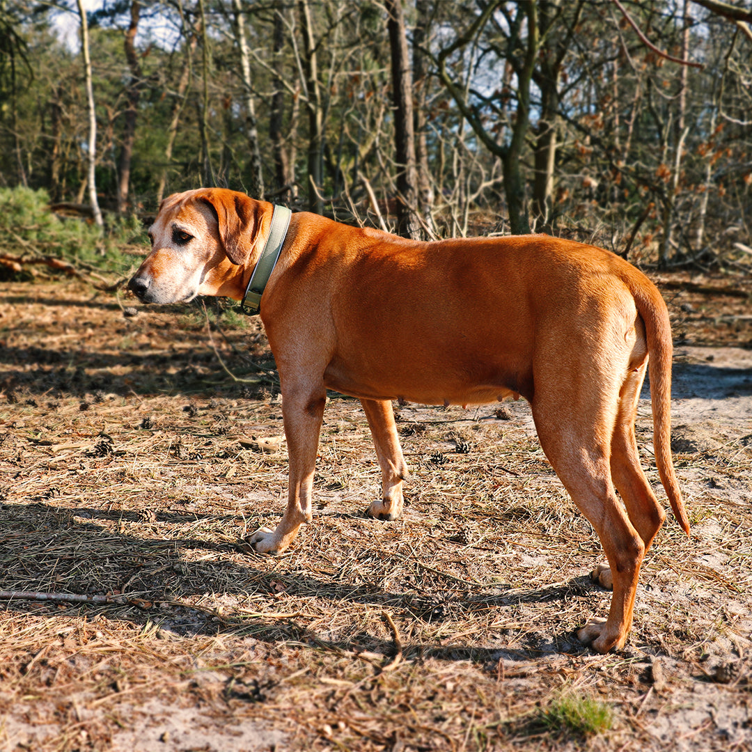 Fit comfy halsband EXPLOR reflecterend groen