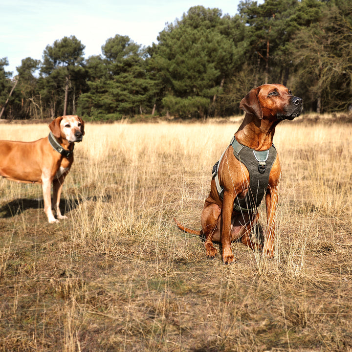 Reflecterende halsband EXPLOR fit control groen