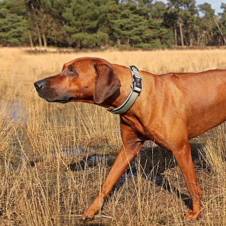 Fit comfy halsband EXPLOR reflecterend groen