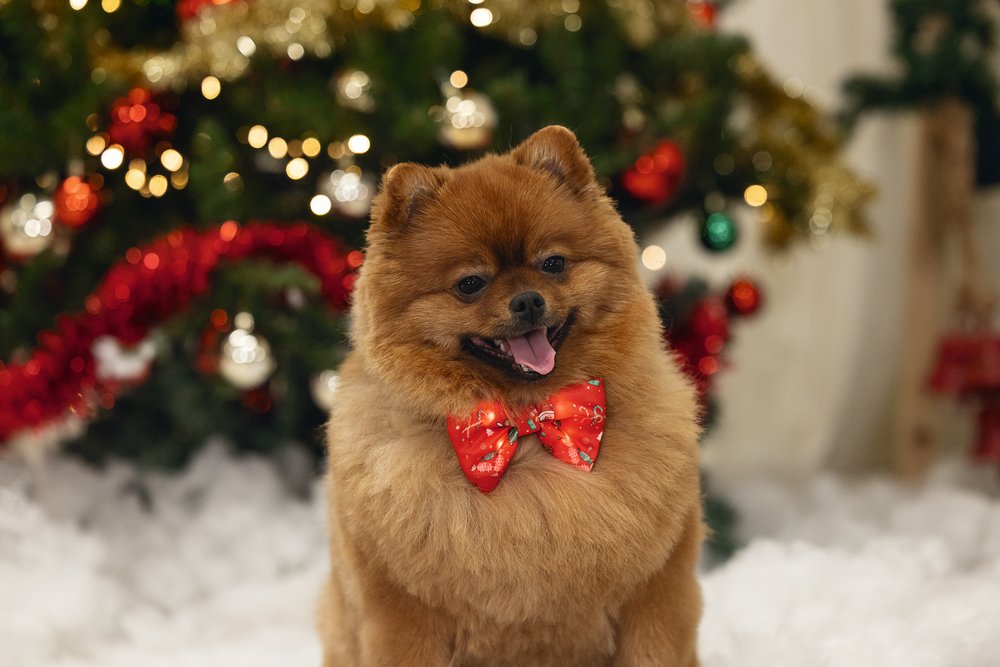 Kerst strik en lampje