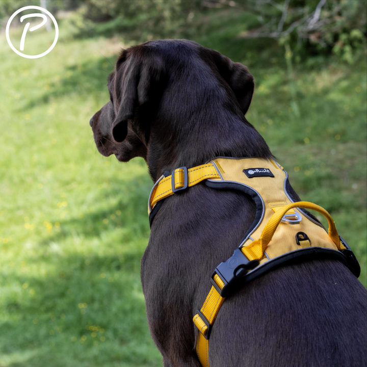 Petlando harnas outdoor geel