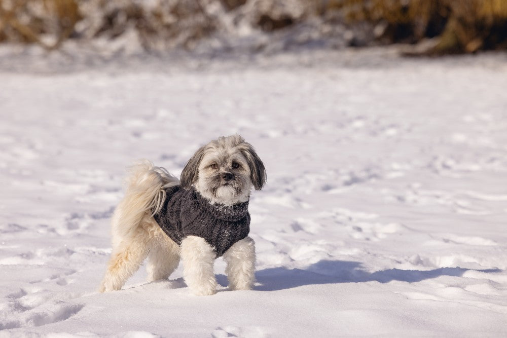 DBL hondentrui Haida antraciet - Pip & Pepper by Dierenspeciaalzaak Huysmans