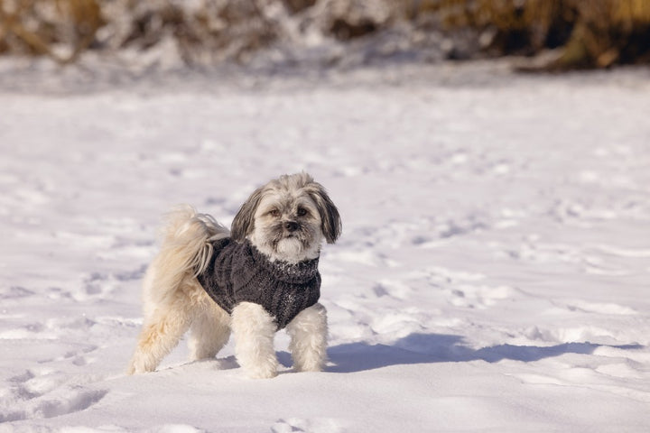 DBL hondentrui Haida antraciet - Pip & Pepper by Dierenspeciaalzaak Huysmans
