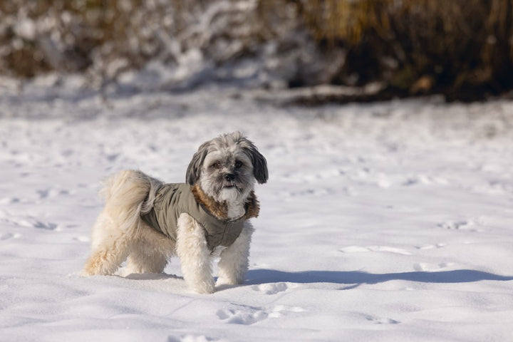DBL hondenjas Philos groen - Pip & Pepper by Dierenspeciaalzaak Huysmans