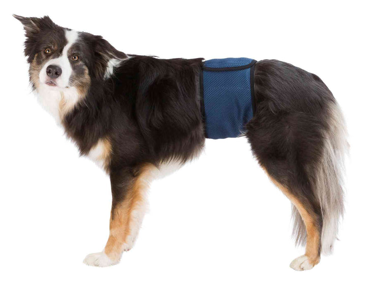 Trixie plasband voor reu S/M 37-45cm - Pip & Pepper by Dierenspeciaalzaak Huysmans