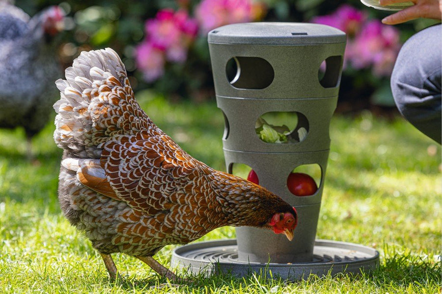 Voertoren kip - Pip & Pepper by Dierenspeciaalzaak Huysmans