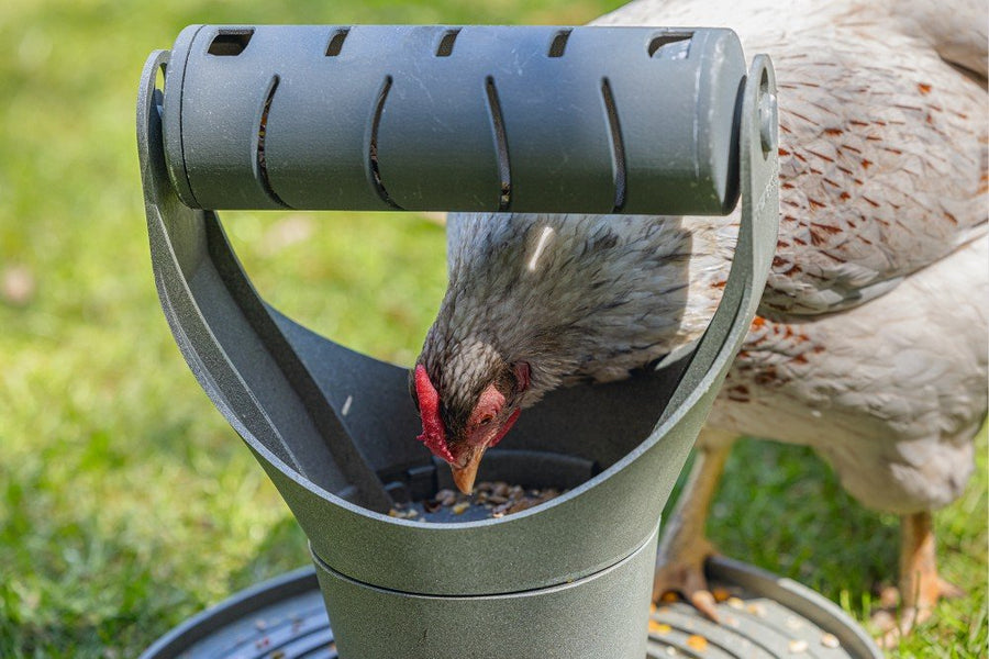 Speel- en snacktoren kippen - Pip & Pepper by Dierenspeciaalzaak Huysmans
