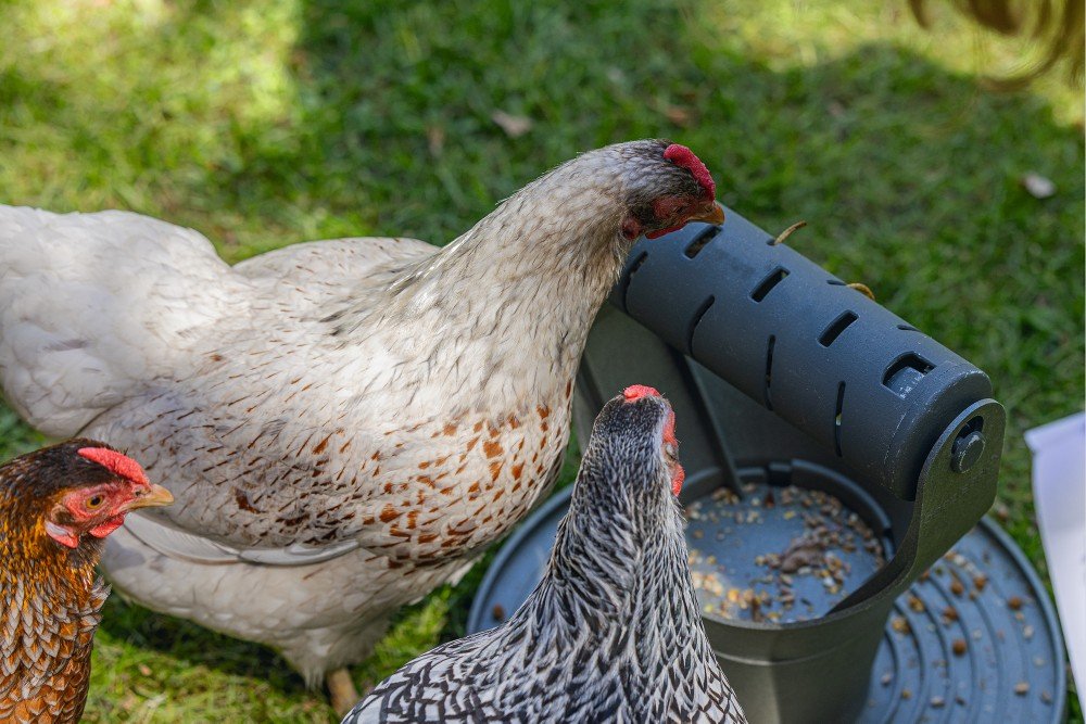 Speel- en snacktoren kippen - Pip & Pepper by Dierenspeciaalzaak Huysmans