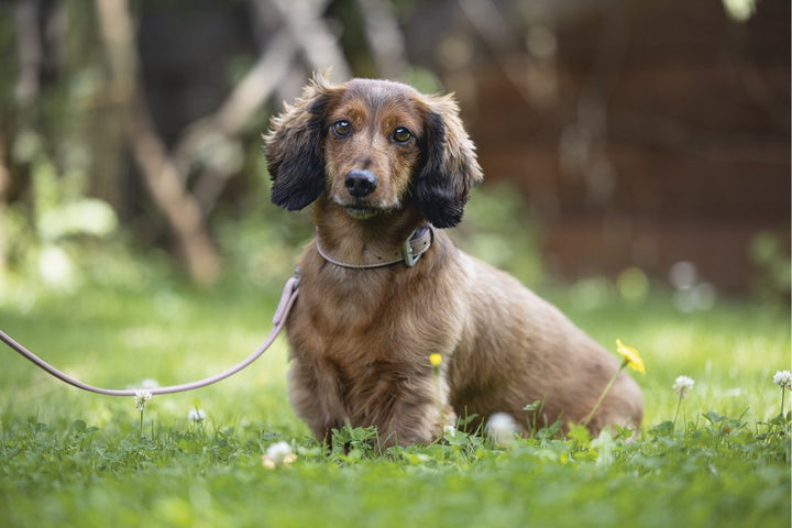 Hondenleiband Balacron kunstleer roze - Pip & Pepper by Dierenspeciaalzaak Huysmans