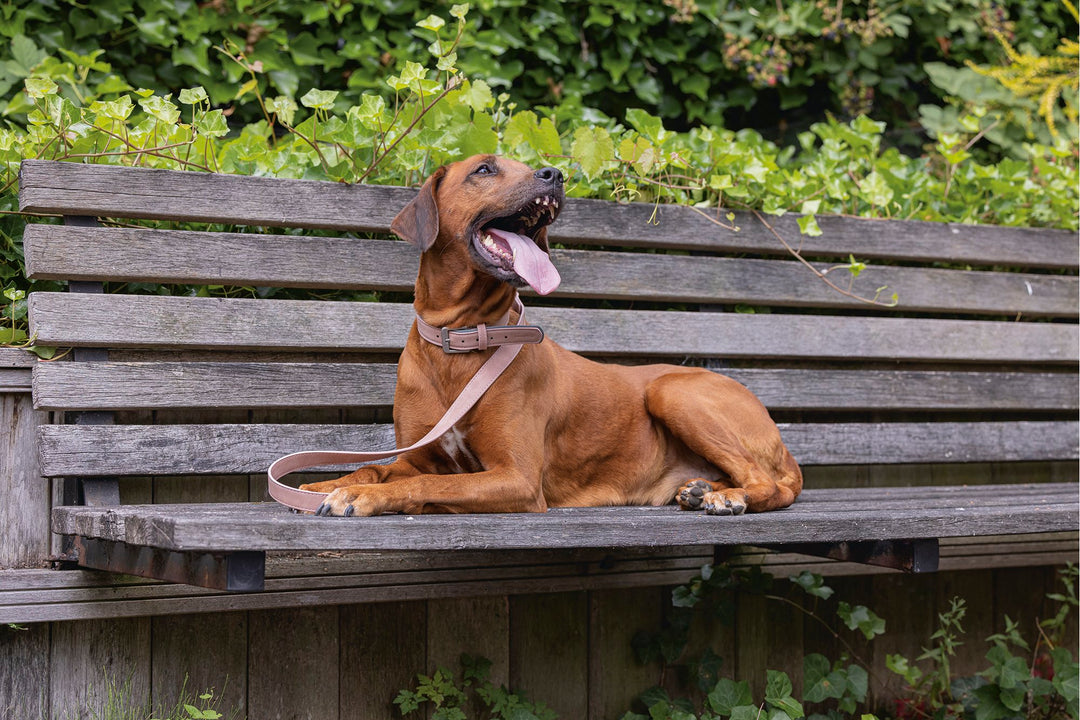 Hondenleiband Balacron kunstleer roze - Pip & Pepper by Dierenspeciaalzaak Huysmans