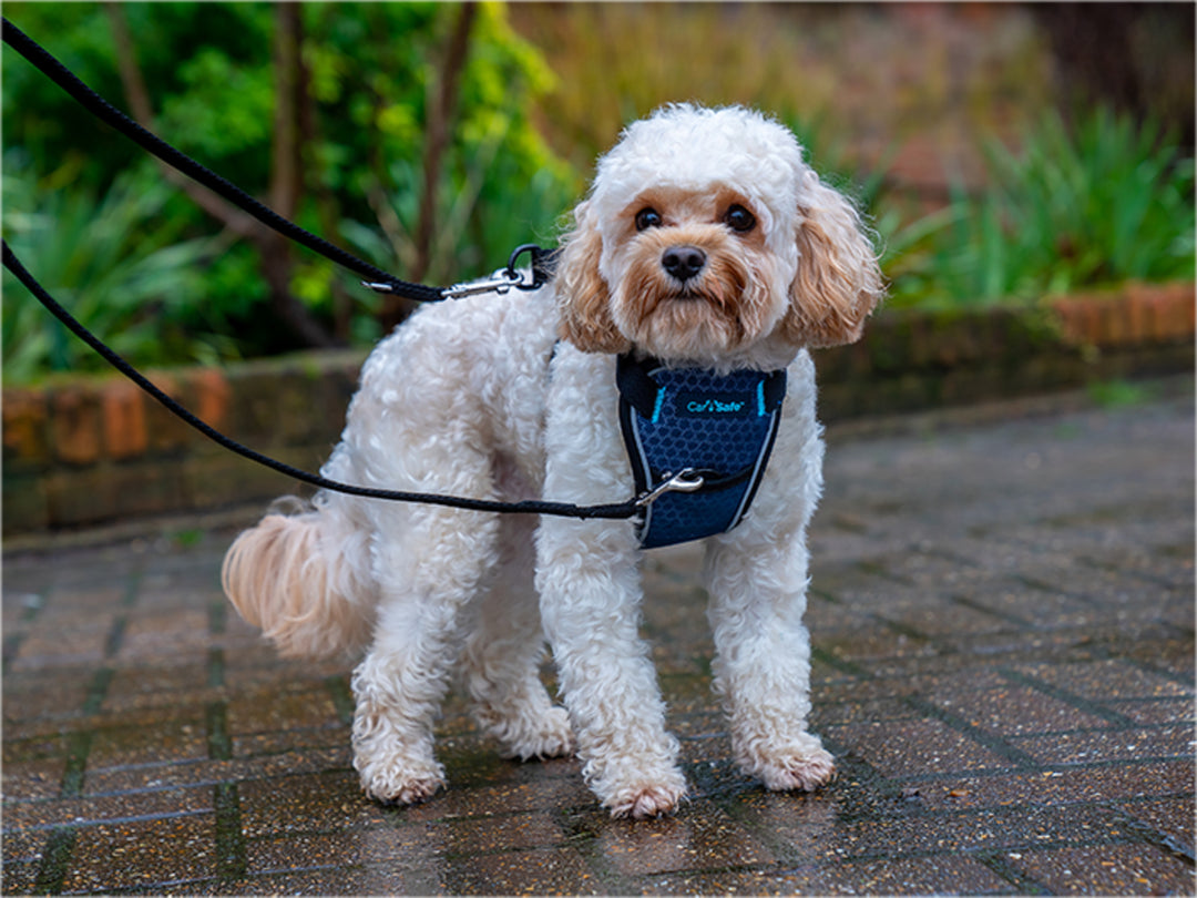 Harnas Carsafe crash tested - Pip & Pepper by Dierenspeciaalzaak Huysmans