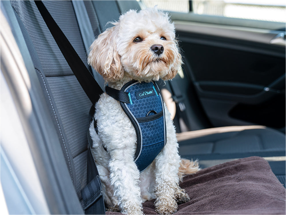 Harnas Carsafe crash tested - Pip & Pepper by Dierenspeciaalzaak Huysmans