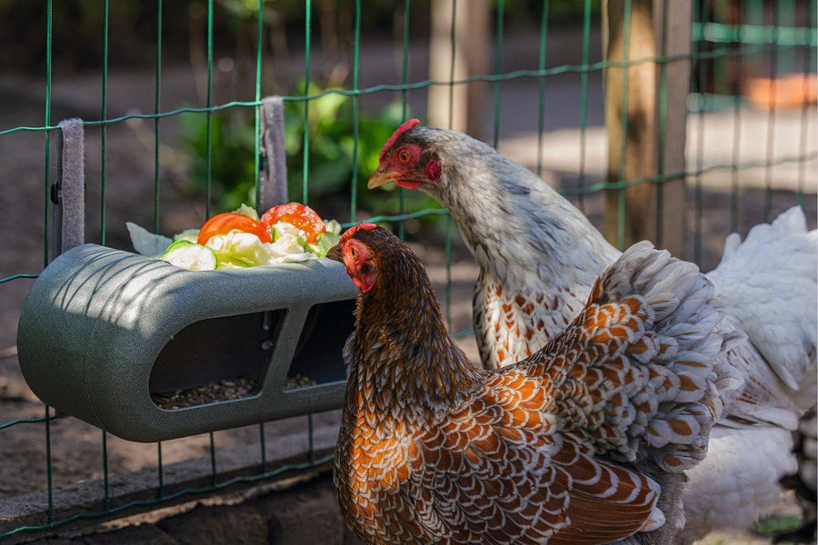 Kip voerbak - Pip & Pepper by Dierenspeciaalzaak Huysmans
