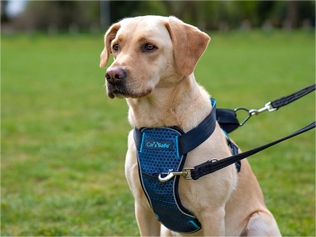 Harnas Carsafe crash tested - Pip & Pepper by Dierenspeciaalzaak Huysmans