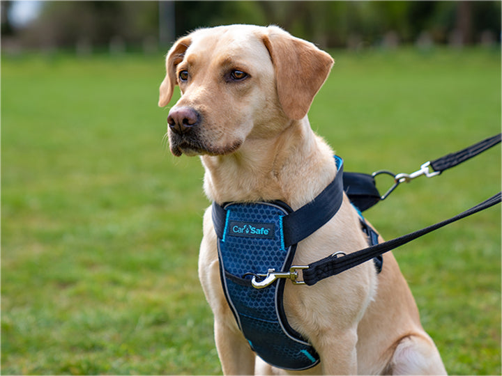 Harnas Carsafe crash tested - Pip & Pepper by Dierenspeciaalzaak Huysmans