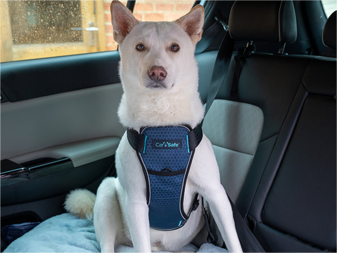 Harnas Carsafe crash tested - Pip & Pepper by Dierenspeciaalzaak Huysmans