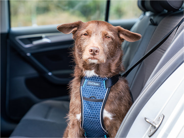 Harnas Carsafe crash tested - Pip & Pepper by Dierenspeciaalzaak Huysmans