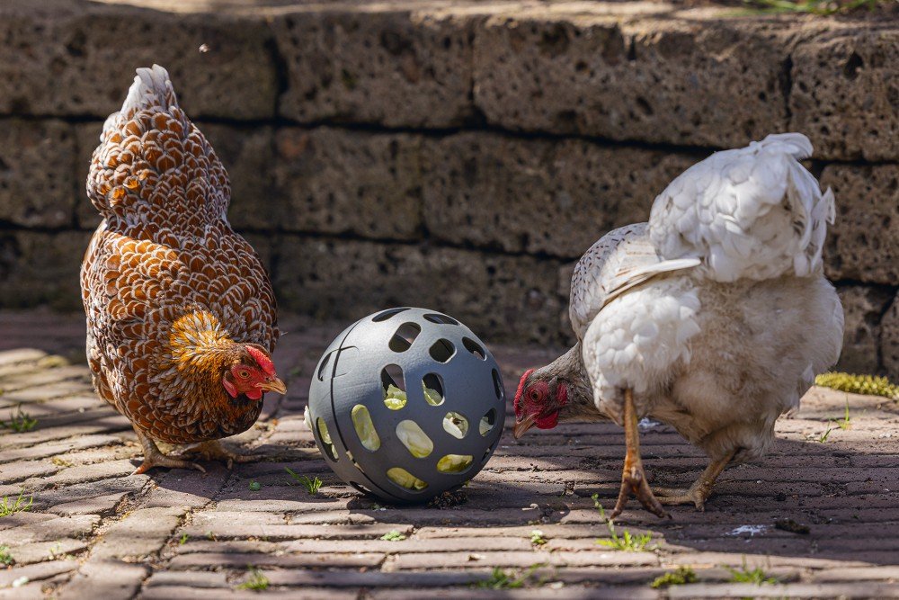 Snackbal kippen - Pip & Pepper by Dierenspeciaalzaak Huysmans