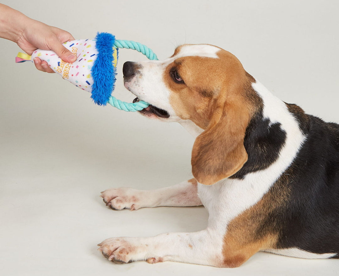 Feesthoedje verjaardag hond