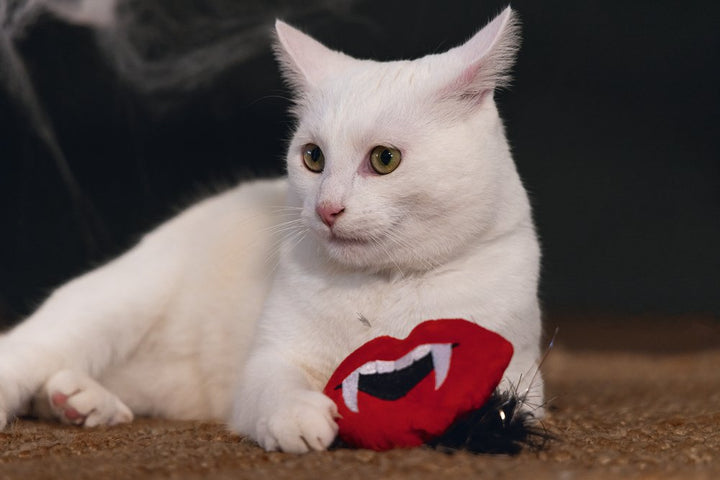 Halloween kattenspeelgoed dracula