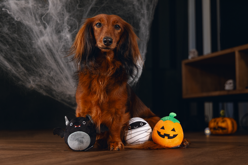 Halloween trick or treat pompoen met piep