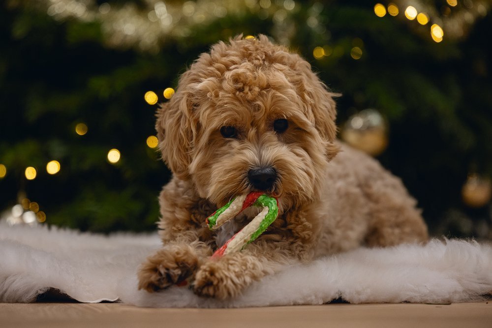 Kerst munchie candy cane 5st