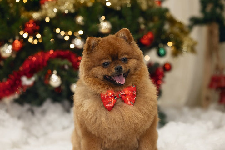 Kerst strik en lampje