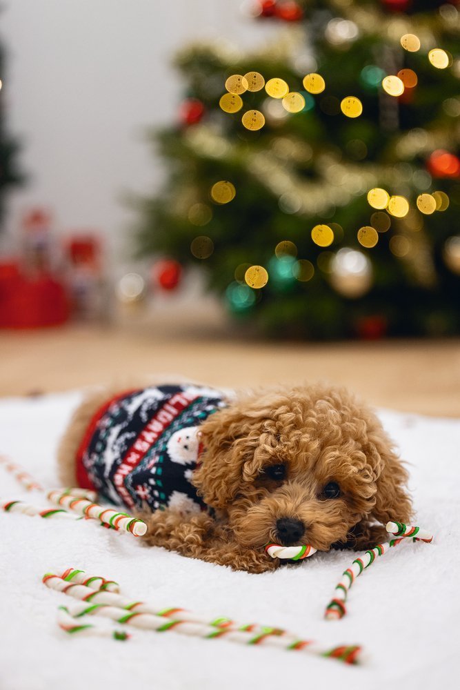 Kerst box rawhide cane 16st