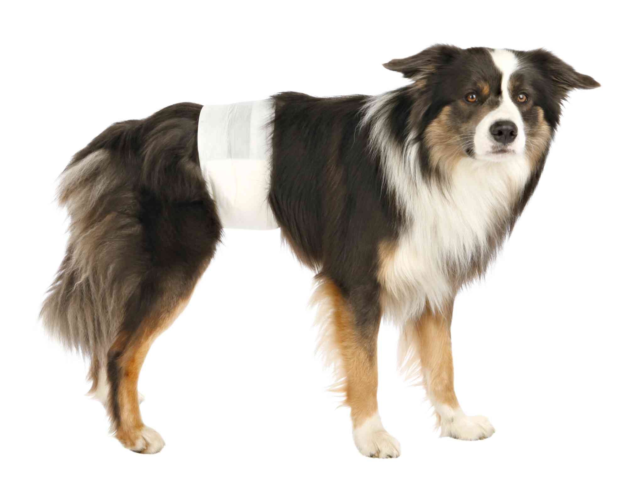 Trixie luiers voor reuen M/L 46-60cm 12stuks - Pip & Pepper by Dierenspeciaalzaak Huysmans