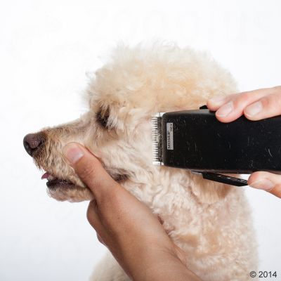 Tondeuse Moser Rex - Pip & Pepper by Dierenspeciaalzaak Huysmans