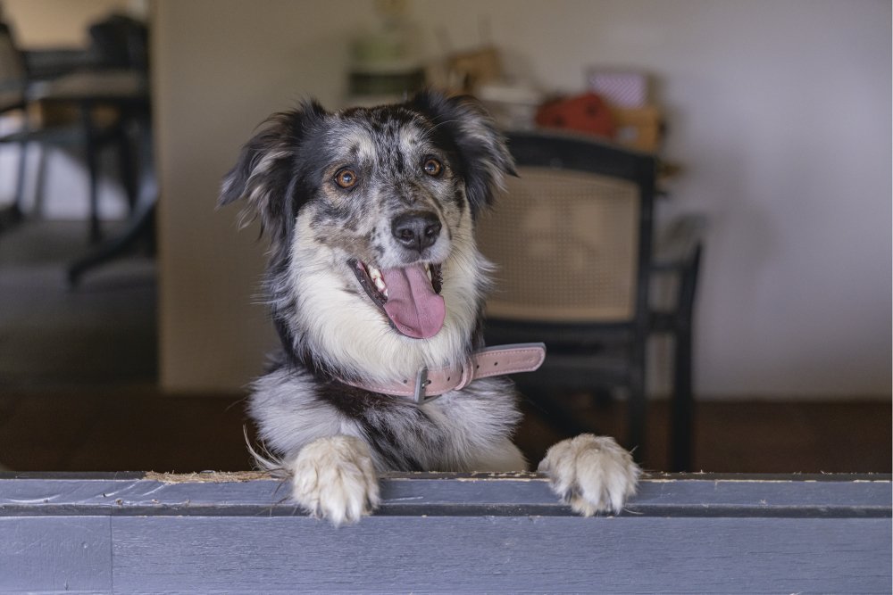 Balacron halsband roze - Pip & Pepper by Dierenspeciaalzaak Huysmans