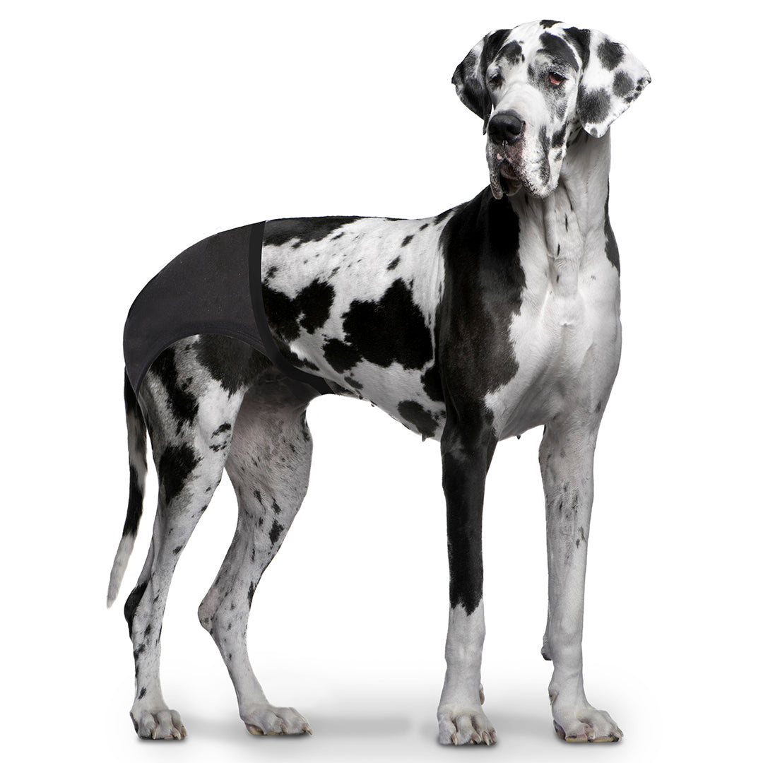 Hondenbroekje XL 50-59cm - Pip & Pepper by Dierenspeciaalzaak Huysmans