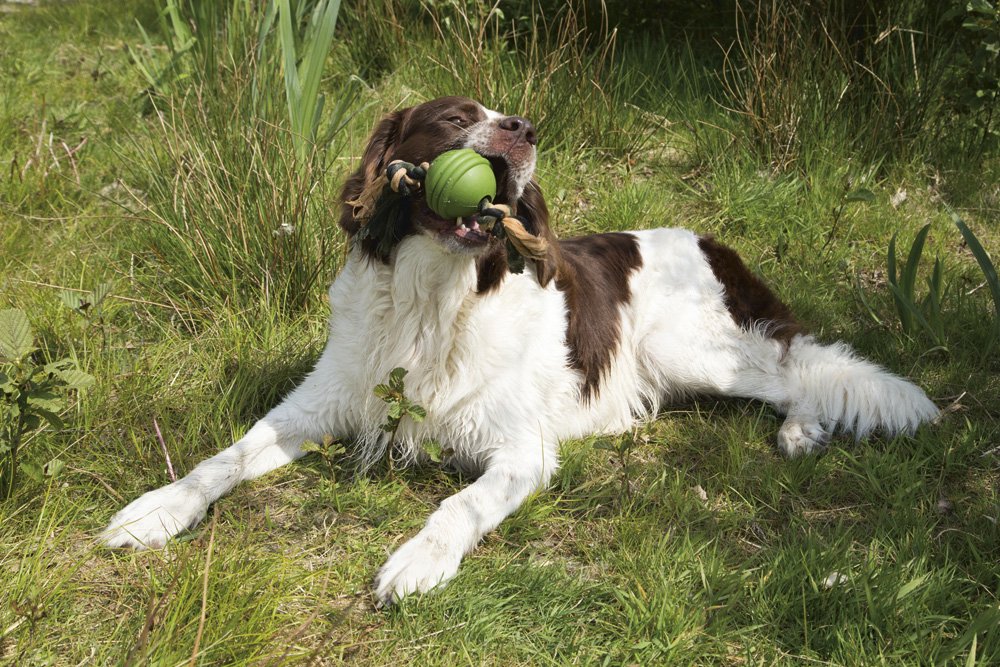 Sumo fit bal groen - Pip & Pepper by Dierenspeciaalzaak Huysmans