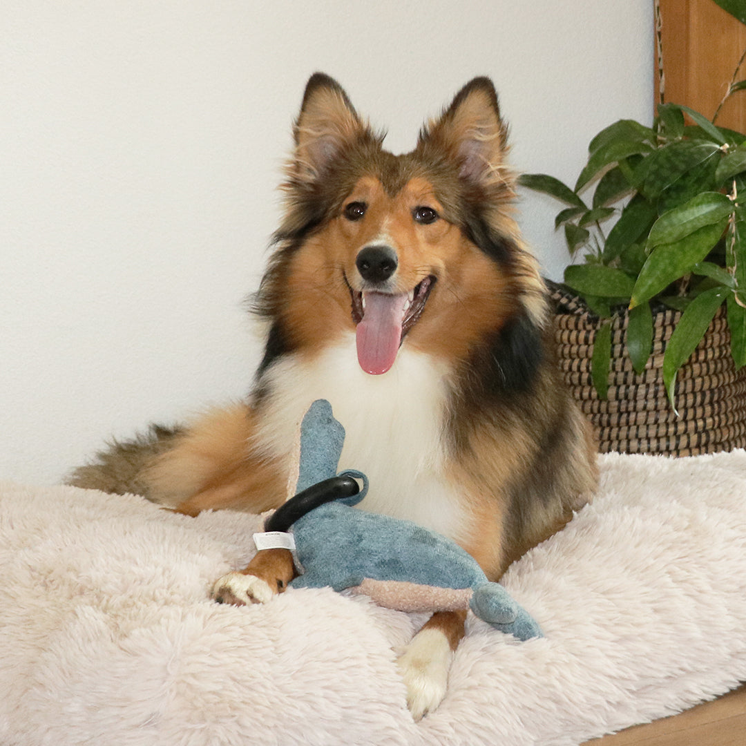 Zeehond met rubber ring - Pip & Pepper by Dierenspeciaalzaak Huysmans