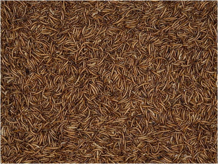 Gedroogde meelwormen 500g - Pip & Pepper by Dierenspeciaalzaak Huysmans
