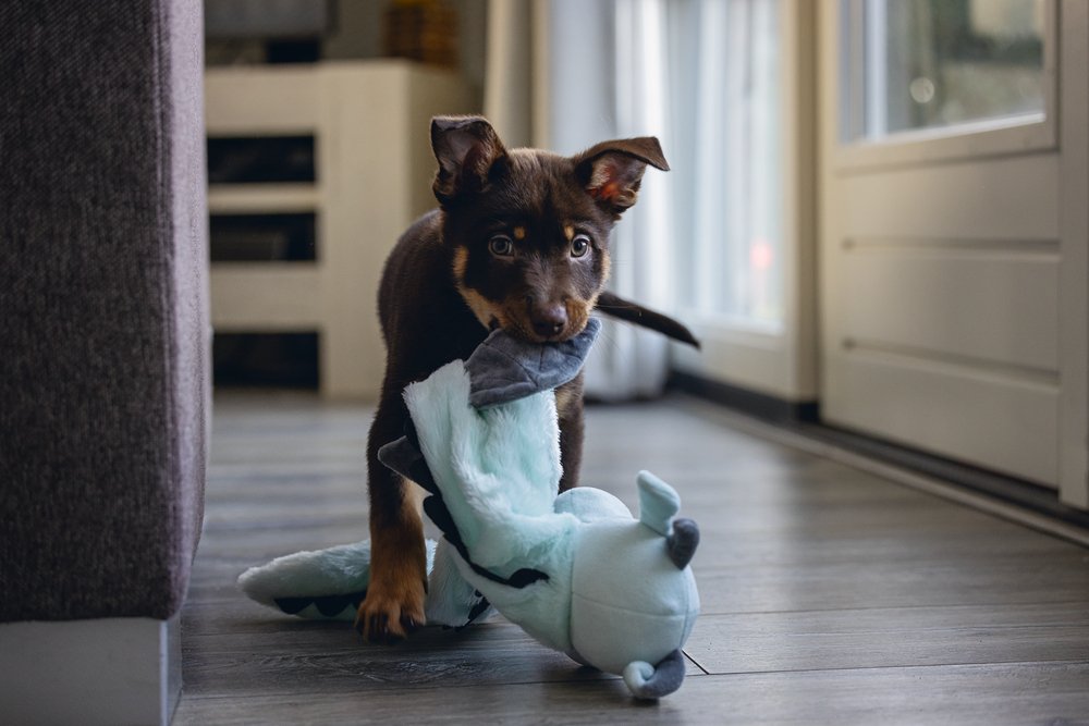 Puppy flatino draak 70 cm - Pip & Pepper by Dierenspeciaalzaak Huysmans